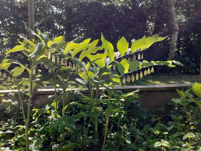 Mei nieuwsbrief Salomonszegel